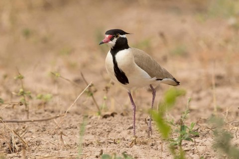 Black-headed Lapwing (Vanellus tectus), Gambia