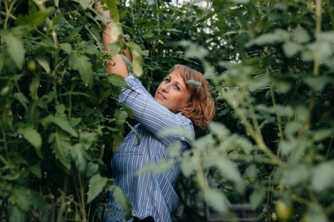 A woman in a striped shirt tends to vibrant tomato plants in a greenhouse. Her focused expression
