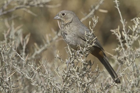 Canyon Towhee (Melozone fusca), New Mexico, USA