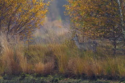 A doe (Capreolus capreolus) in late autumn in a moor, moorland landscape, dreary, November, Germany