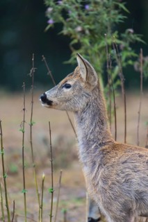 One male Roe Deer, (Capreolus capreolus), standing in dry stinging nettle