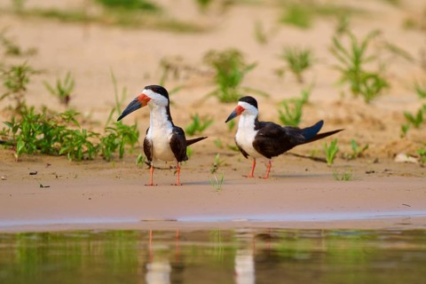 Two birds on the sandy lake shore with reflecting water surface and green surroundings, scissor
