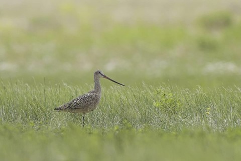 Marbled Godwit (Limosa fedoa), Canada