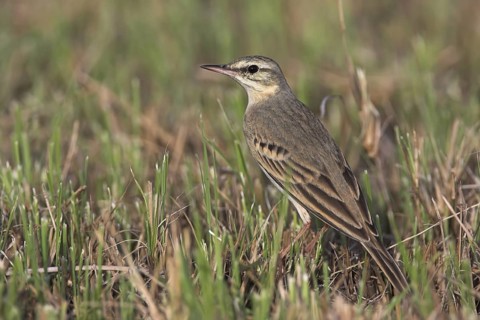 Tawny Pipit (Anthus campestris), Oman