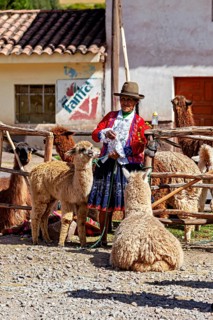 Woman in traditional clothing, surrounded by alpacas, in a sunny village setting, traditional