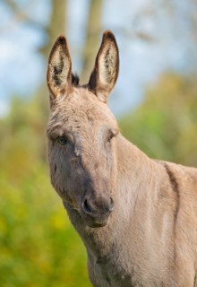 Donkey (Equus asinus asinus) or domestic donkey, completely grey coloured variant with eel line and