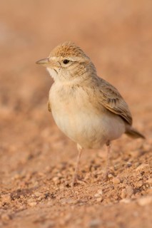Greater Short-toed Lark (Calandrella brachydactyla), Morocco