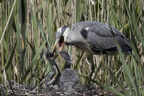 Grey Heron (Ardea cinerea) feeding chicks in nest, Mecklenburg-Western Pomerania, Germany