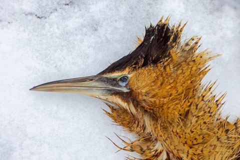 Close-up of head and feathers of dead Eurasian bittern, great bittern (Botaurus stellaris) lying in