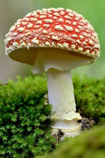 Fly agaric (Amanita muscaria), fruiting body, North Rhine-Westphalia, Germany