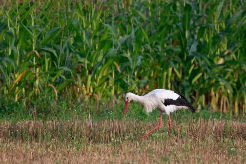 White Stork (Ciconia ciconia) foraging, North Rhine-Westphalia, Germany