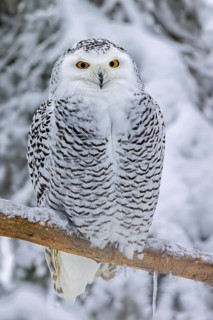Snowy owl, white owl, Arctic owl (Bubo scandiacus, Strix scandiaca) female perched in tree in the