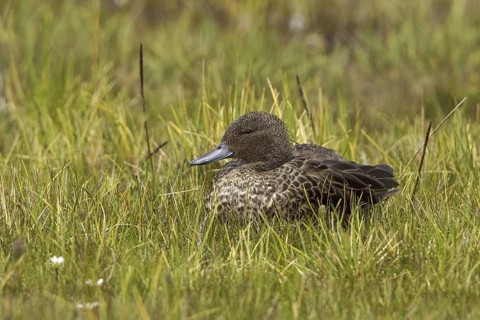 Andean Teal (Anas andium), Ecuador