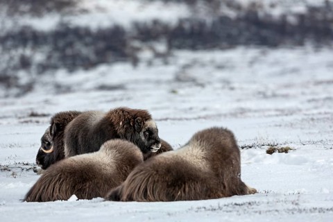In the group, the musk ox calves (Ovibos moschatus) are well protected from predators, baby