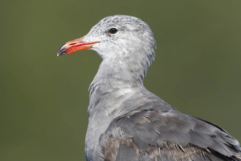 Heermann's Gull (Larus heermanni), British Columbia, Canada