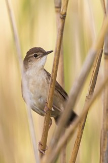 Savi's Warbler (Locustella luscinioides), Vorarlberg, Austria