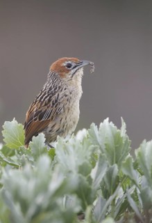 Cape Grassbird (Sphenoeacus afer) with caterpillar in its beak, Western Cape, South Africa