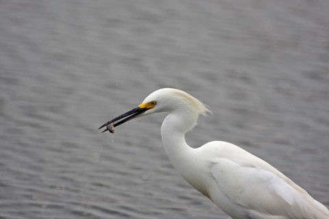 Great Egret (Egretta thula) with prey, fish in beak, Merritt Island, Florida, USA