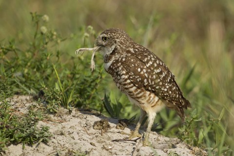 Burrowing Owl (Athene cunicularia), Florida, USA