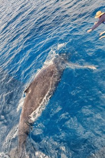 People on boat watching Humpback whale (Megaptera novaeangliae), Hervey Bay, Queensland, Australia