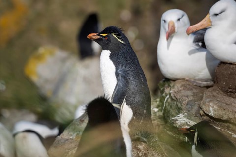 Southern rockhopper penguin (Eudyptes chrysocome) standing among breeding black-browed albatrosses