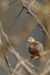 Jemengirlitz, (Crithagra menachensis), bird of the Crithagra group, Tawi Atayr, Salalah, Dhofar,