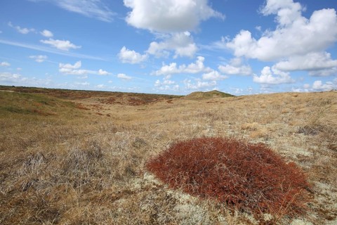 Dune landscape with red scrub, drought, steppe, Nationaal Park Duinen, Texel, North Holland,