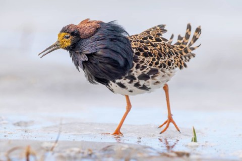 Ruff (Philomachus pugnax), foraging on ice, Varanger, Norway