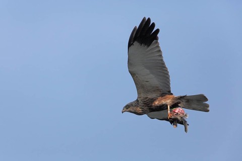 Rohrweihe_im_Flug_mit_Beute, Rohrweihe, Männchen, Alterskleid, Terzel, im Flug am blauen Himmel mit