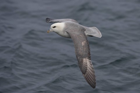 Northern fulmar (Fulmarus glacialis), in flight over the sea, Iceland