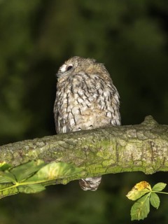 Tawny owl (Strix aluco), Westend Nord, Frankfurt am Main, Hesse, Germany