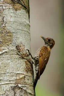 Golden-collared Woodpecker (Veniliornis cassini) perched on a branch in the rainforest of Guyana
