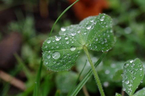 Clover (Trifolium), raindrops, close-up, green, pretty, A wet leaf with many water drops