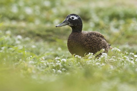 Laysan Duck (Anas laysanensis), Hawaii