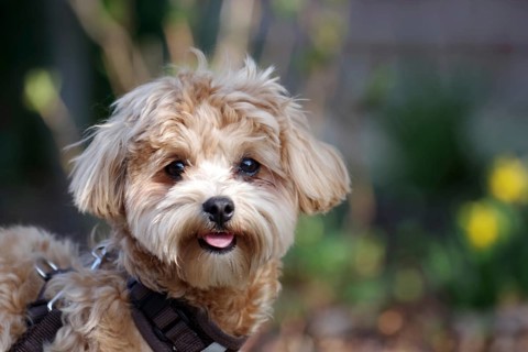 Domestic dog (Canis lupus familiaris), Maltipoo, breed, portrait, fur, cute, small