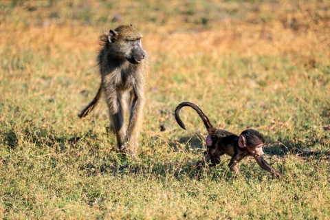 Young animal playing with mother, bear baboons (Papio ursinus), Ihaha, Chobe National Park National