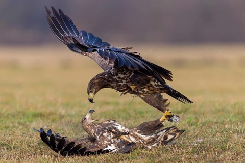 Two fighting sea eagles, (Haliaeetus albicilla), Haliaaetus albicilla, fighting over prey, animals,