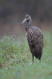 Limpkin (Aramus guarauna), Florida, USA