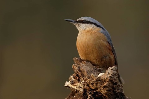 Eurasian Nuthatch (Sitta europaea), North Rhine-Westphalia, Germany
