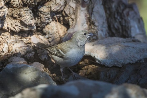 Blue Chaffinch (Fringilla teydea) female, Tenerife, Spain