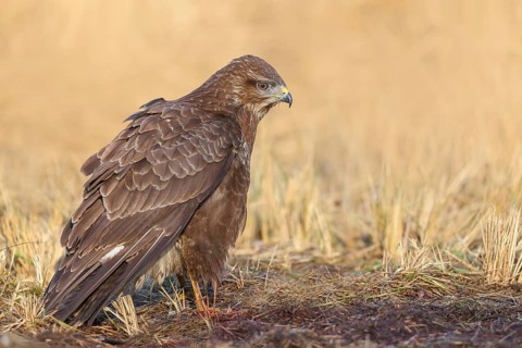 Buzzard (Buteo buteo) standing attentively on the ground, wildlife, side view, animals, birds, bird