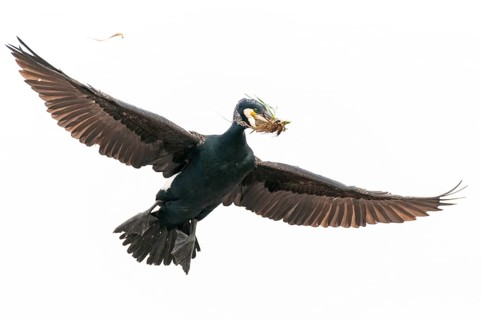 Cormorant (Phalacrocorax carbo) in flight, Stralsund, Mecklenburg-Western Pomerania, Germany