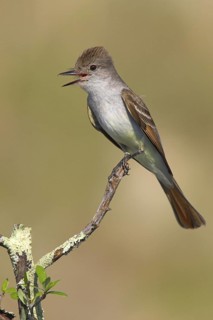 Ash-throated Flycatcher (Myiarchus cinerascens) singing, Texas, USA