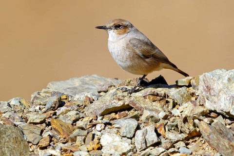 Black-headed Wheatear, Black-headed Wheatear, (Oenanthe alboniger), Songbird, Flycatcher, Dschabal