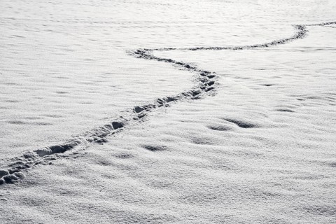 Animal traces in the snow