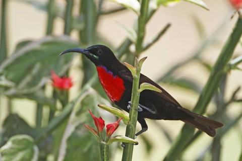 Hunter's Sunbird, Chalcomitra hunteri, male