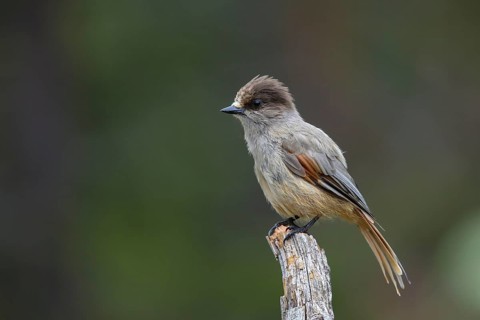 Siberian Jay (Perisoreus infaustus), Dalarna, Sweden
