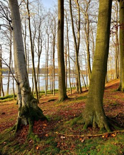 Untouched old beech forest at Schweingartensee in autumn, Müritz National Park, Serrahn sub-area,