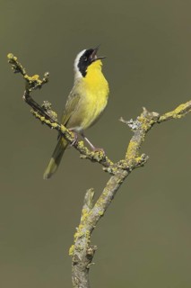 Common Yellowthroat (Geothlypis trichas), British Columbia, Canada