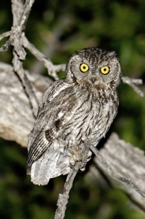 Western Screech Owl (Megascops kennicottii), Arizona, USA